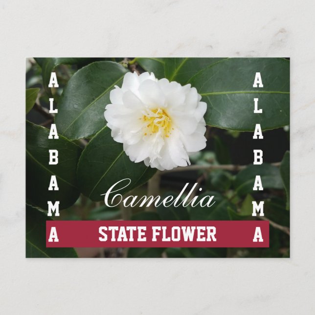 Alabama Staat Blume Postkarte (Vorderseite)