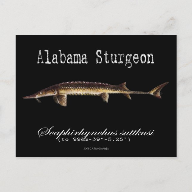 Alabama Sturgeon-Black-Postcard Postkarte (Vorderseite)