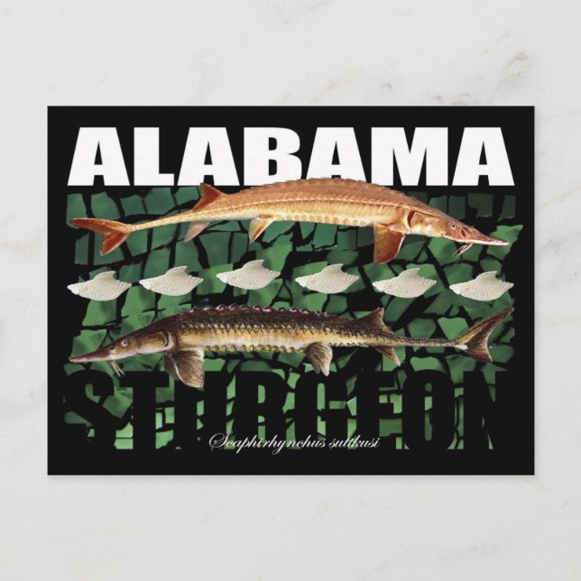 Alabama Sturgeon-Collage-Postcard Postkarte (Vorderseite)