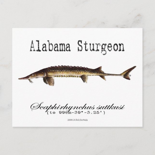 Alabama-White-Postcard Postkarte (Vorderseite)
