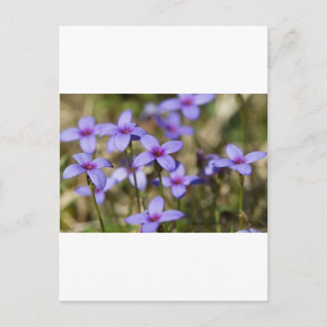 Alabama Wildblume Tiny Bluet - Houstonia pusilla Postkarte (Vorderseite)