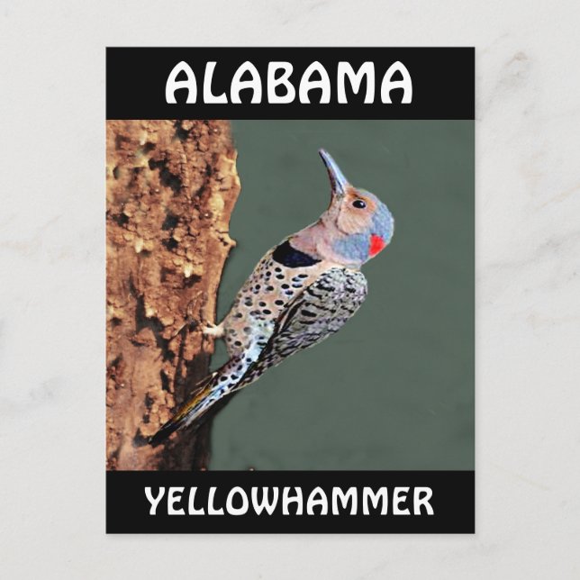 Alabama Yellowhammer Postkarte (Vorderseite)