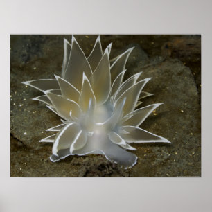 Alabaster NudiBranch (Dirona albolineata) Poster