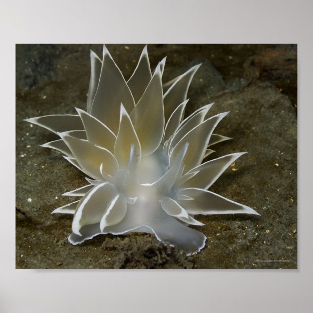 Alabaster NudiBranch (Dirona albolineata) Poster (Vorne)