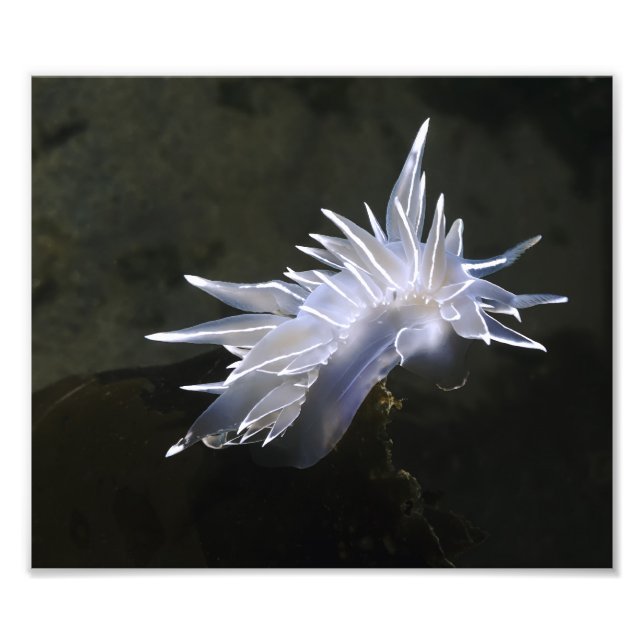 Alabaster NudiBranch Foto Erweiterung (Vorne)