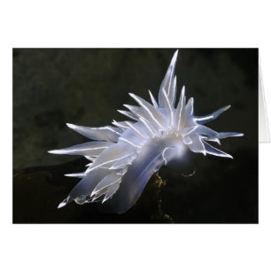Alabaster Nudibranch Karte