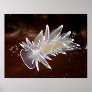 Alabaster Nudibranch - Kunst-Drucke Poster