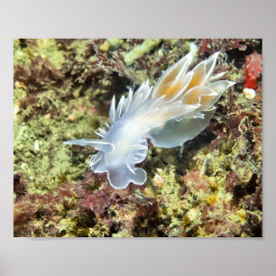 Alabaster Nudibranch - Kunstdruck Poster
