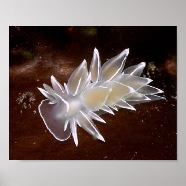 Alabaster NudiBranch - Kunstdrucke Poster (Vorne)