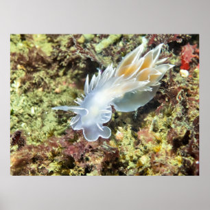 Alabaster NudiBranch - Kunstdrucken Poster