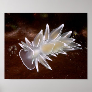 Alabaster Nudibranch - Kunstvolle Drucke