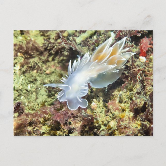 Alabaster NudiBranch - Postkarte (Vorderseite)