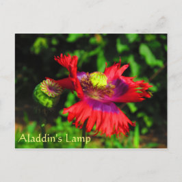 Aladdin-Lampe Postkarte