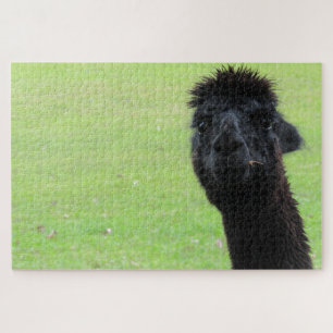 Alapka-Portrait