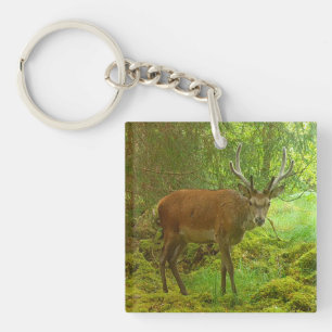Alarm Roter Hirsch Wildlife Natur Schottland Schlüsselanhänger