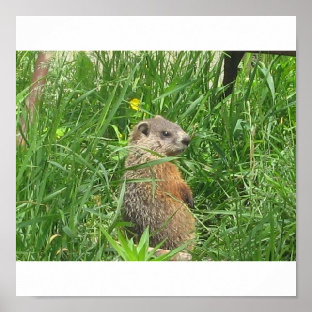 Alarmierte Groundhog Poster (Vorne)
