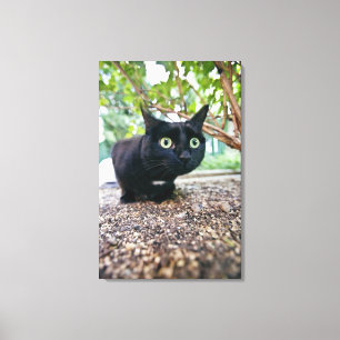 alarmierte Katze, die unter Busch sich versteckt Leinwanddruck