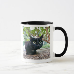 alarmierte Katze, die unter Busch sich versteckt Tasse