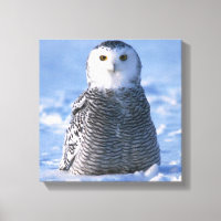 Alaska Arctic Snowy Owl Foto entworfen