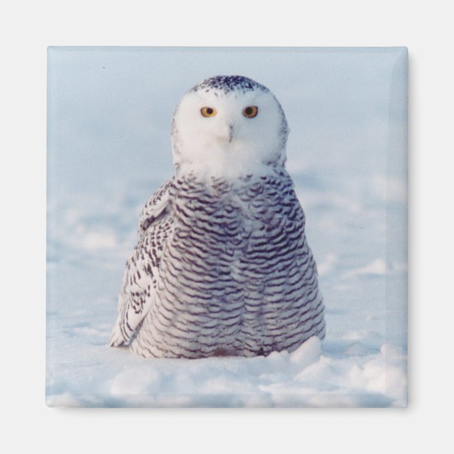 Alaska Arctic Snowy Owl Winterlandschaft Magnet (Vorne)