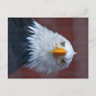 Alaska Bald Eagle, sehr ernst Postkarte