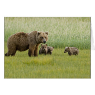 Alaska-Braunbär-Weibchen und drei Junge, Ursus