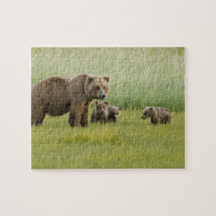 Alaska-Braunbär-Weibchen und drei Junge, Ursus