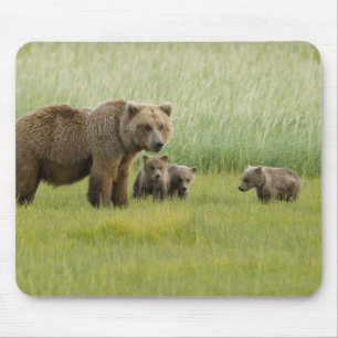 Alaska-Braunbär-Weibchen und drei Junge, Ursus Mousepad
