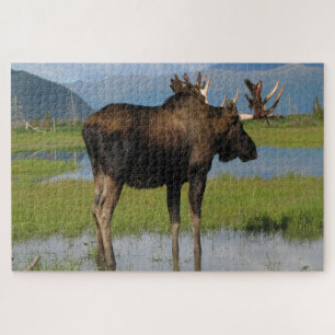 Alaska Bull Elche mit Rackantlern Landschaftlich i