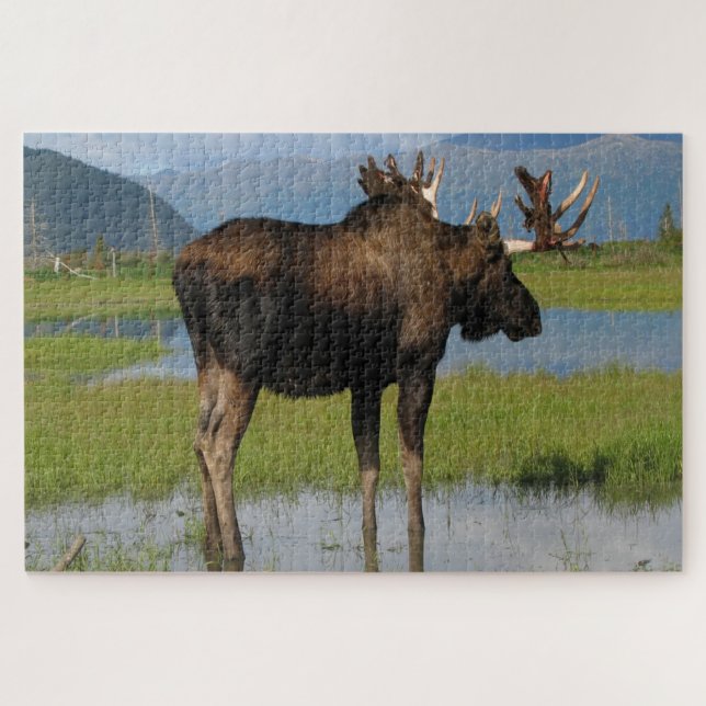 Alaska Bull Elche mit Rackantlern Landschaftlich i (Horizontal)