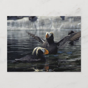 Alaska Büschelalke Postkarte