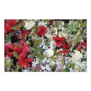 Alaska, Denali-Nationalpark, Arktische Tundra ist Fotodruck