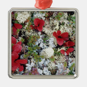 Alaska, Denali-Nationalpark, Arktische Tundra ist Silbernes Ornament