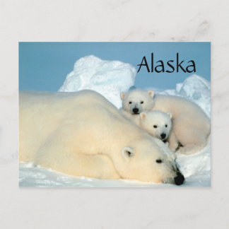 Alaska Eisbär mit Postkarte