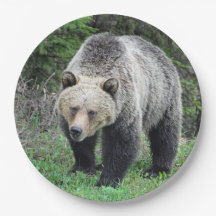 Alaska Grizzly Bar Wildlife Foto