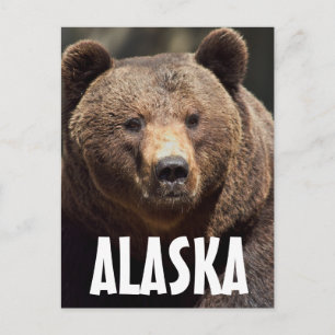 ALASKA GRIZZLY BEAR POSTCARDS POSTKARTE