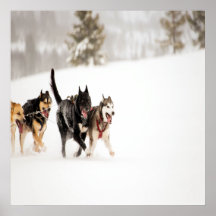 Alaska-Husthunde rasen im Schnee