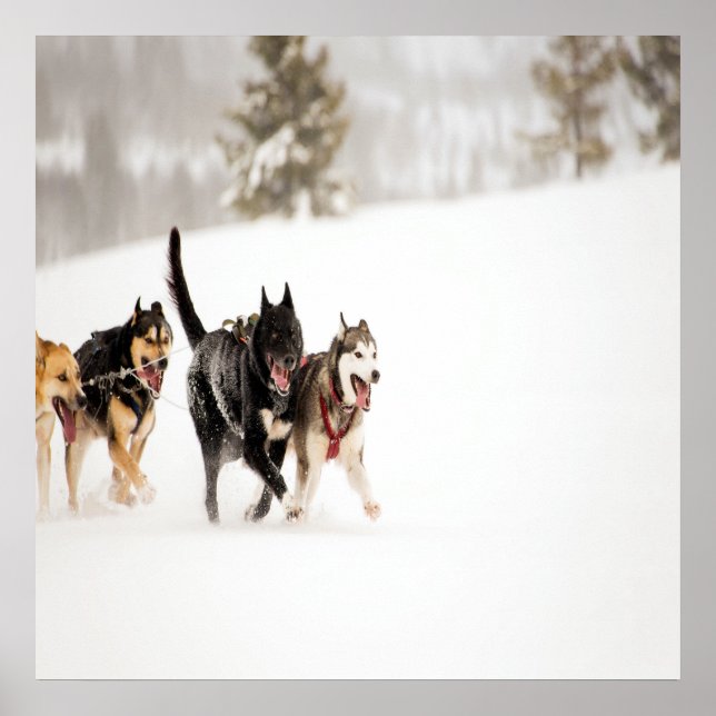 Alaska-Husthunde rasen im Schnee Poster (Vorne)