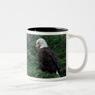 Alaska, Insel Unalaska, Adler Bald unter Nootka Zweifarbige Tasse