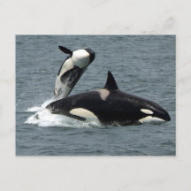Alaska Killer Whale Foto