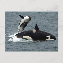 Alaska Killer Whale Foto Postkarte