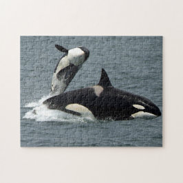 Alaska Killer Whale Orca Foto