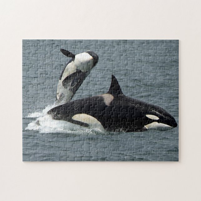 Alaska Killer Whale Orca Foto (Horizontal)