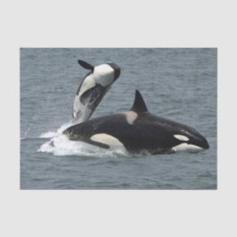Alaska Killer Whales Foto Seidenpapier