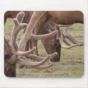 Alaska-Mausunterlage Mousepad