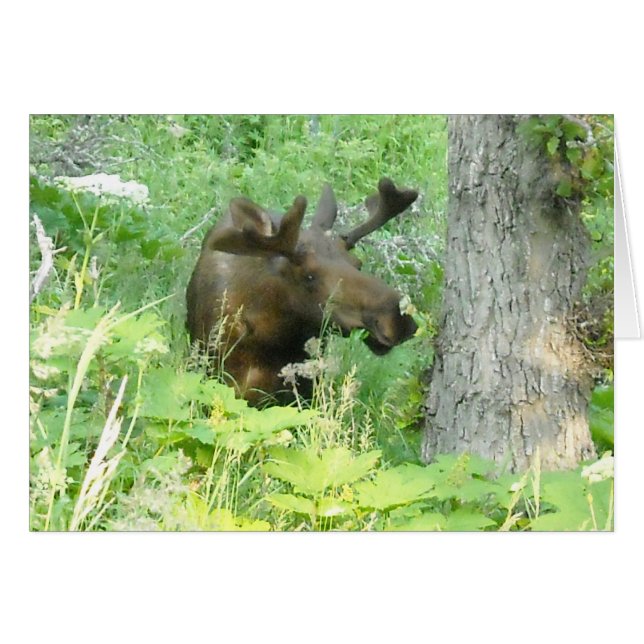 Alaska Moose (Vorderseite (Horizontal))