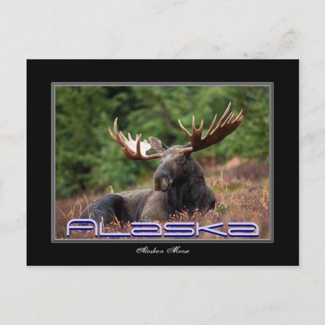 Alaska Moose Post Card Postkarte (Vorderseite)