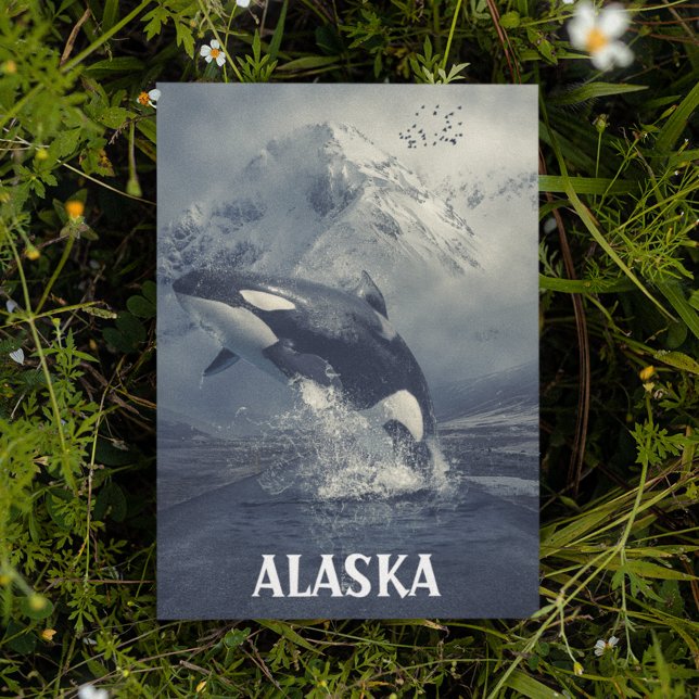 Alaska Mountains Killer Whale Orca Postkarte (Von Creator hochgeladen)
