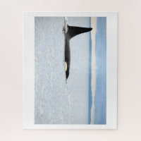Alaska - Orca