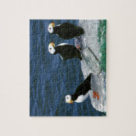 Alaska-Papageientaucher versahen bunte Vögel mit